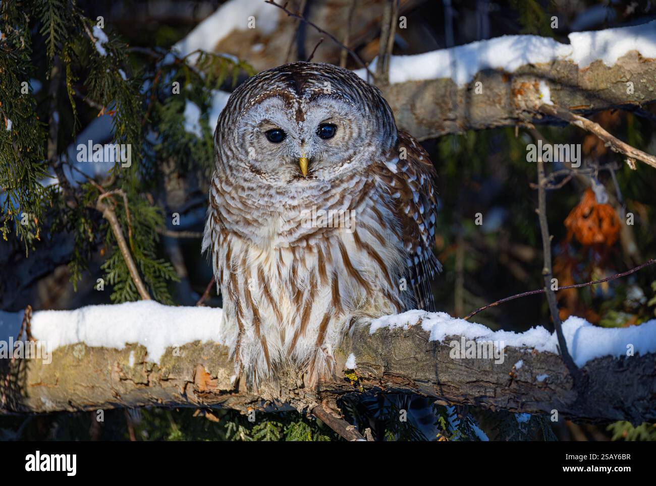 Un gufo barrato (Strix varia) arroccato in un albero nella foresta invernale in Canada Foto Stock