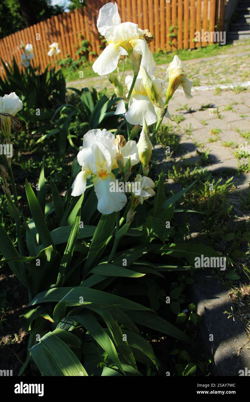 Iris germanica. I fiori di Iris bianchi crescono vicino al sentiero pedonale. Fiori in un letto di fiori. Foto Stock