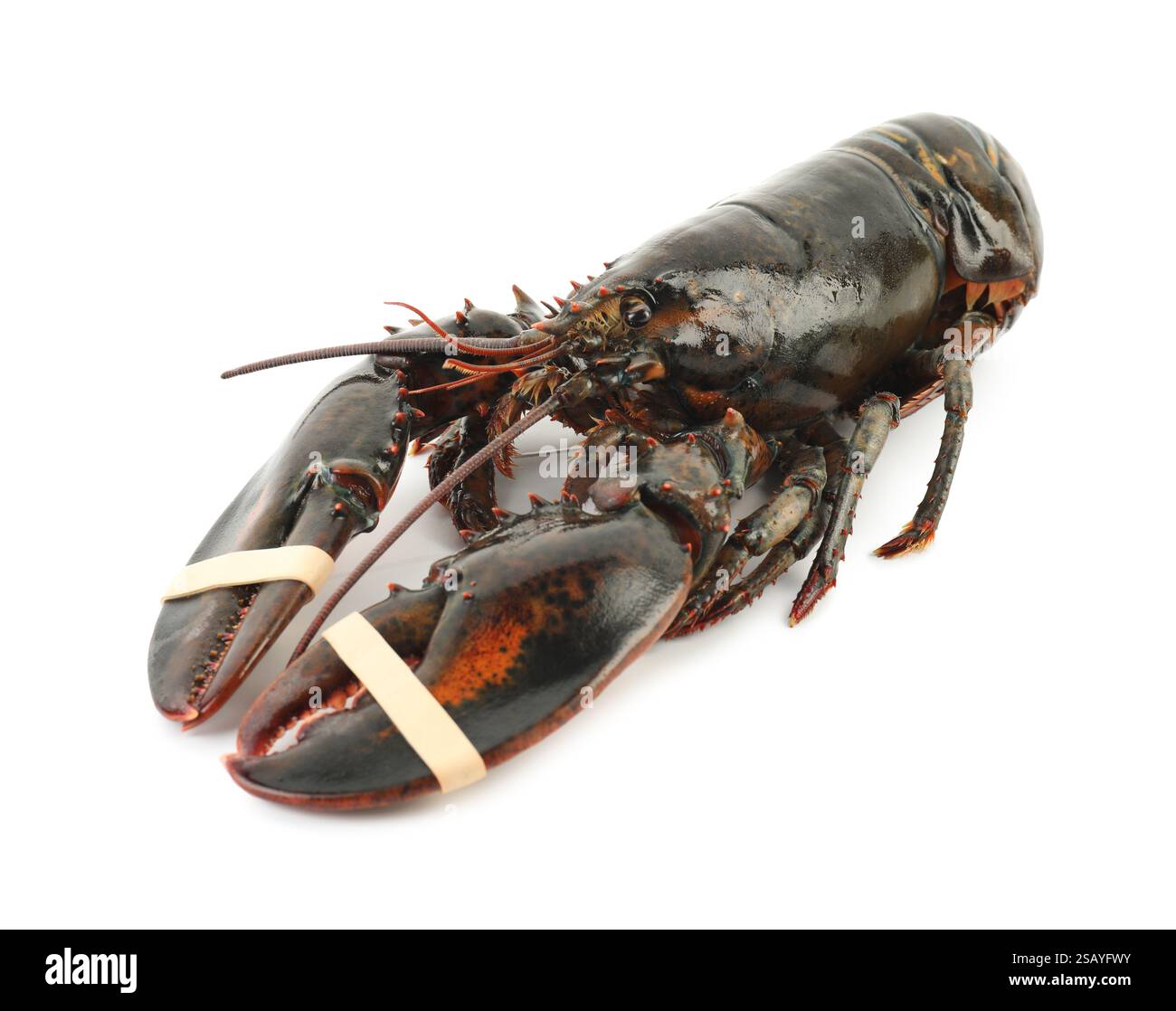Un'aragosta cruda intera isolata su bianco Foto Stock