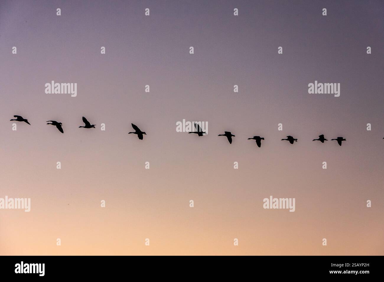 Uno stormo di uccelli che volano in linea attraverso un cielo. Gli uccelli sono sagomati contro il cielo, creando un senso di movimento e libertà. L'immagine evoca Foto Stock