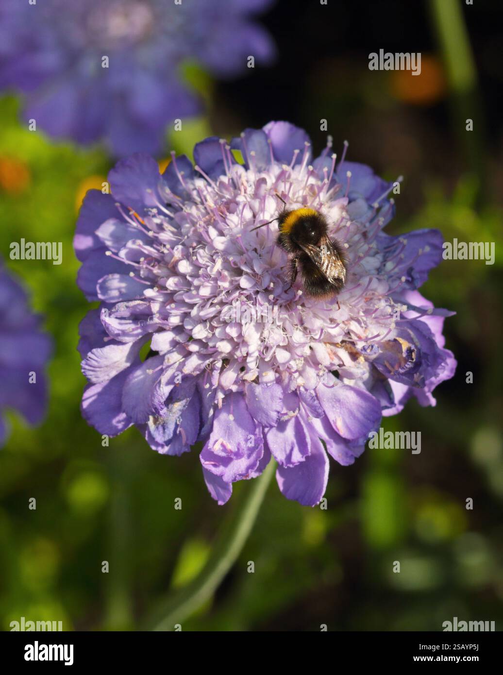 Scabious Mariposa Blue e Bumble Bee Foto Stock