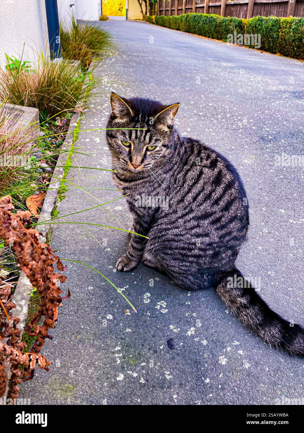 Un gatto che mi fissa seduto per terra Foto Stock