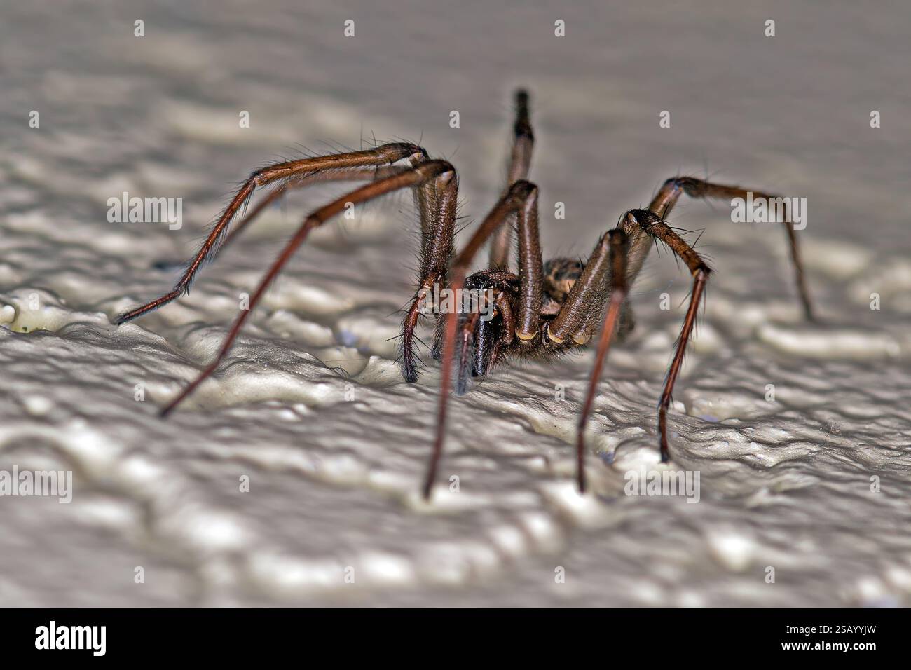 Primo piano di un ragno domestico su una superficie ruvida con dettagli nitidi in una torcia Foto Stock