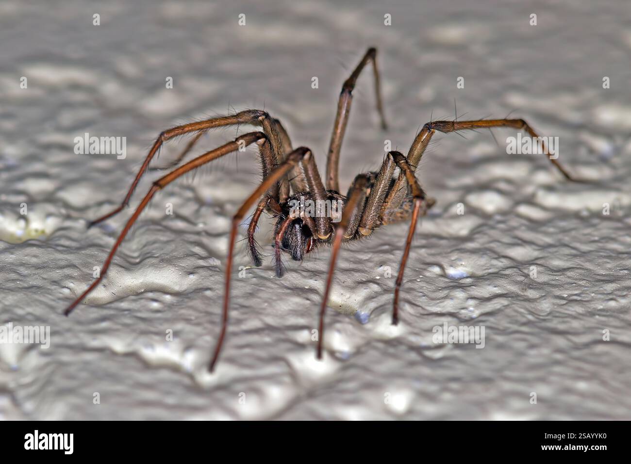 Primo piano di un ragno domestico su una superficie ruvida con dettagli nitidi in una torcia Foto Stock