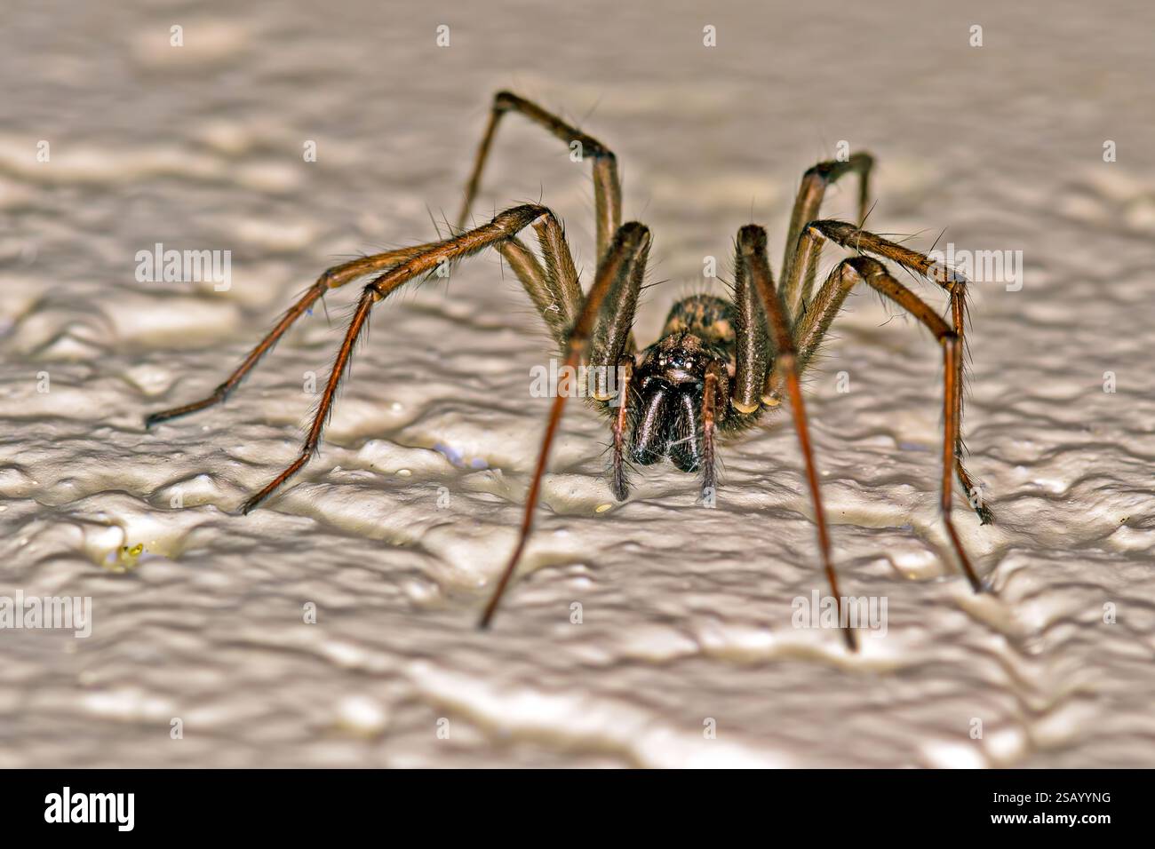 Primo piano di un ragno domestico su una superficie ruvida con dettagli nitidi in una torcia Foto Stock