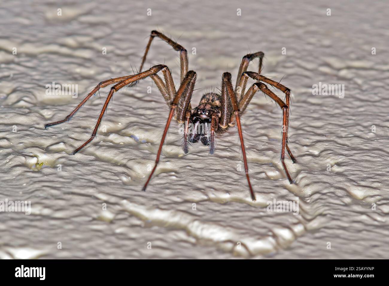 Primo piano di un ragno domestico su una superficie ruvida con dettagli nitidi in una torcia Foto Stock
