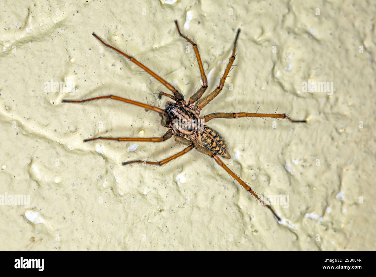 Primo piano di un ragno domestico su una superficie ruvida con dettagli nitidi in una torcia Foto Stock