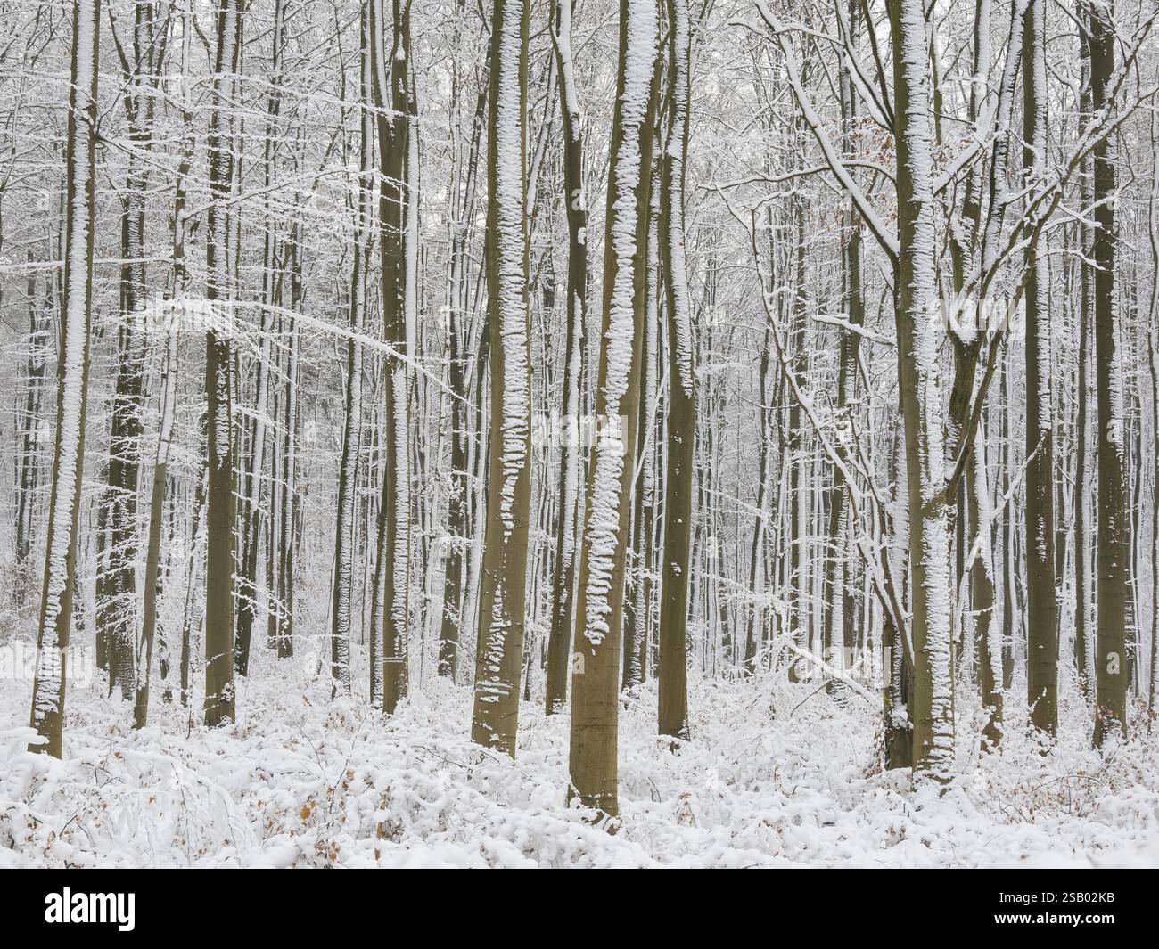 Boschi di faggio (Fagus sylvatica), alberi e sottobosco ricoperti di ghiaccio e neve in inverno, Escheberger Wald, Assia settentrionale, Germania, Europa Foto Stock