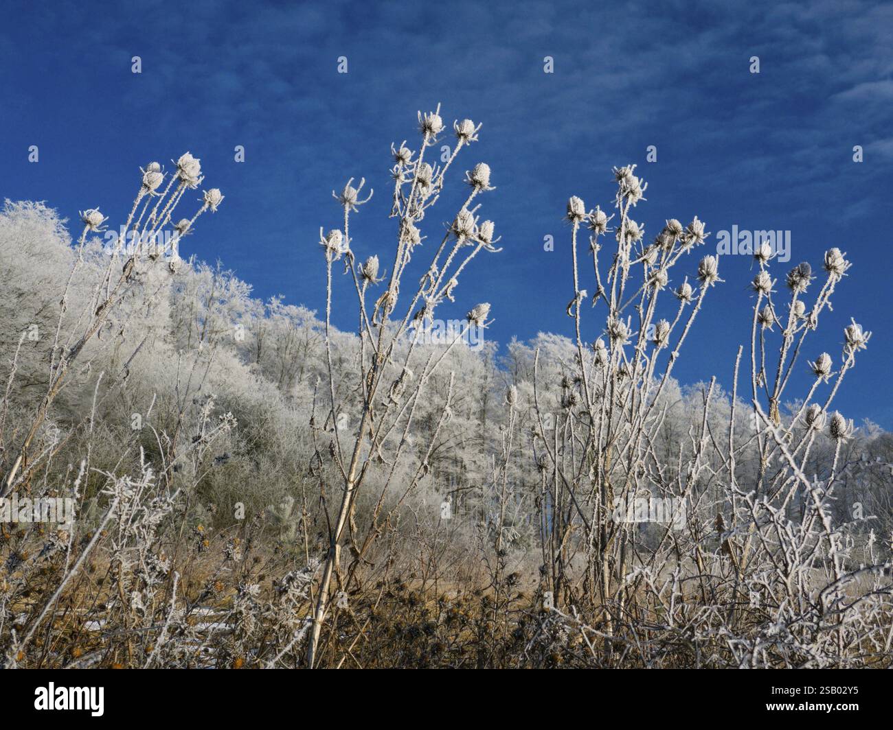Teiera selvatica (Dipsacus fullonum), piante appassite in inverno coperte di rana, contro un cielo blu profondo, Assia, Germania, Europa Foto Stock