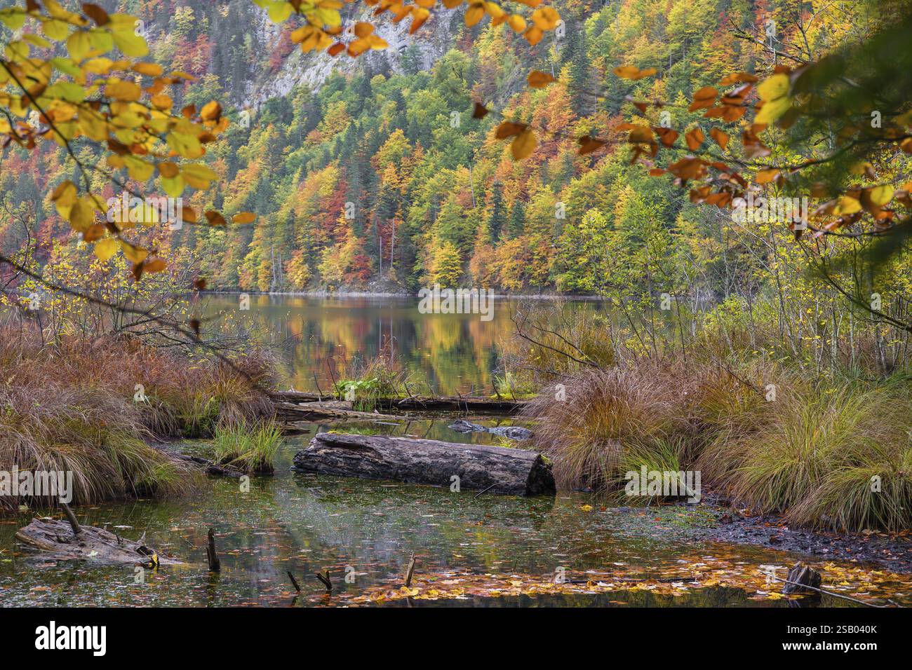 Driftwood sulle rive del lago Toplitz, foresta dai colori autunnali, Austria, Europa Foto Stock