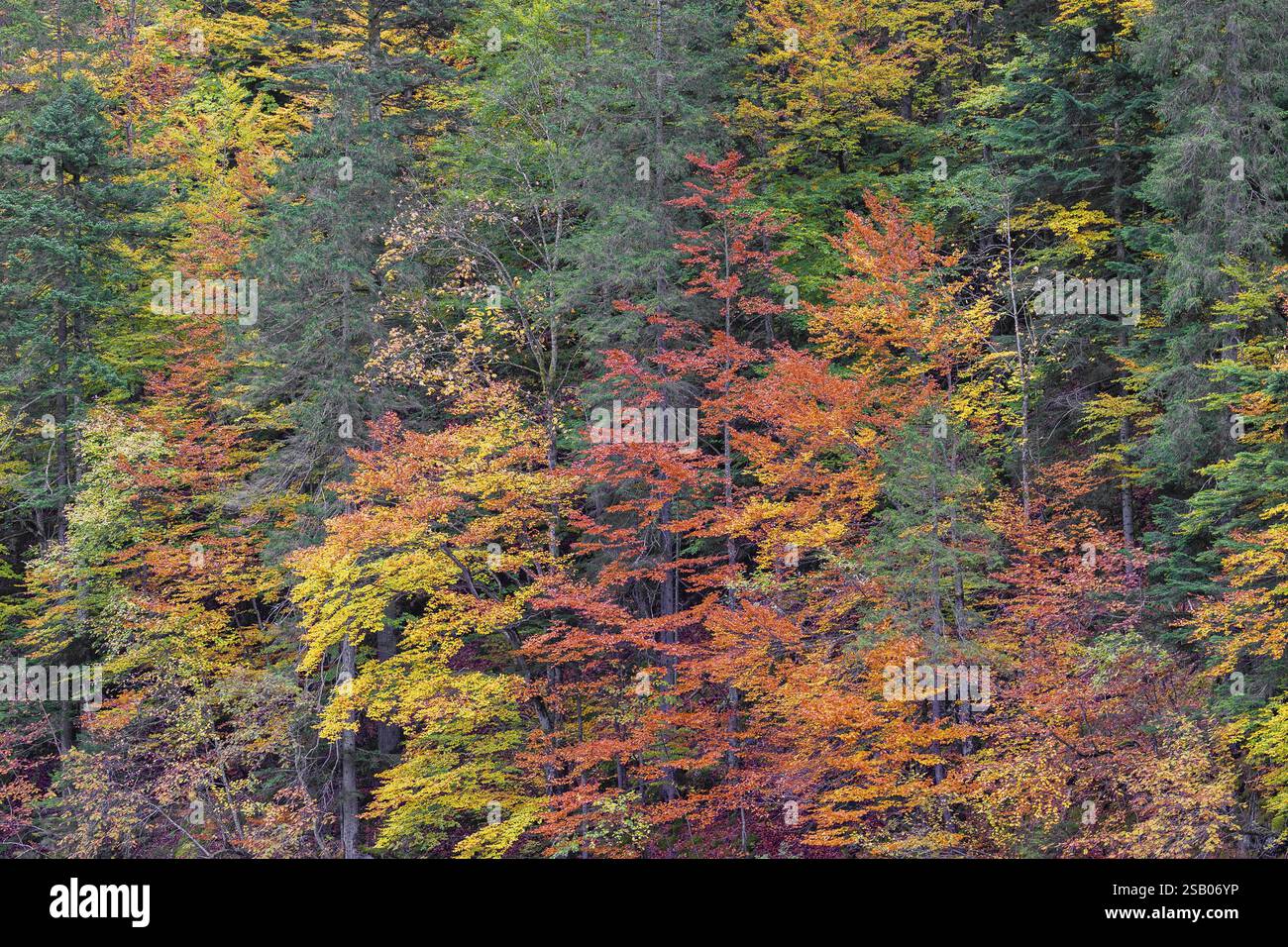 Lago Toplitz, foresta dai colori autunnali, Austria, Europa Foto Stock