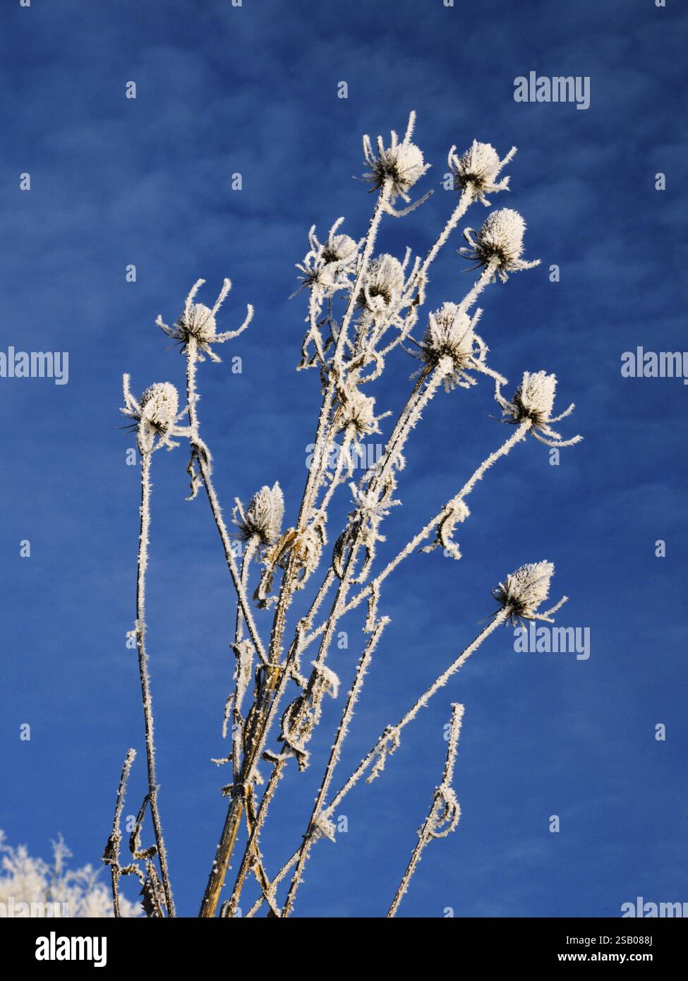 Teiera selvatica (Dipsacus fullonum), piante appassite in inverno coperte di rana, contro un cielo blu profondo, Assia, Germania, Europa Foto Stock