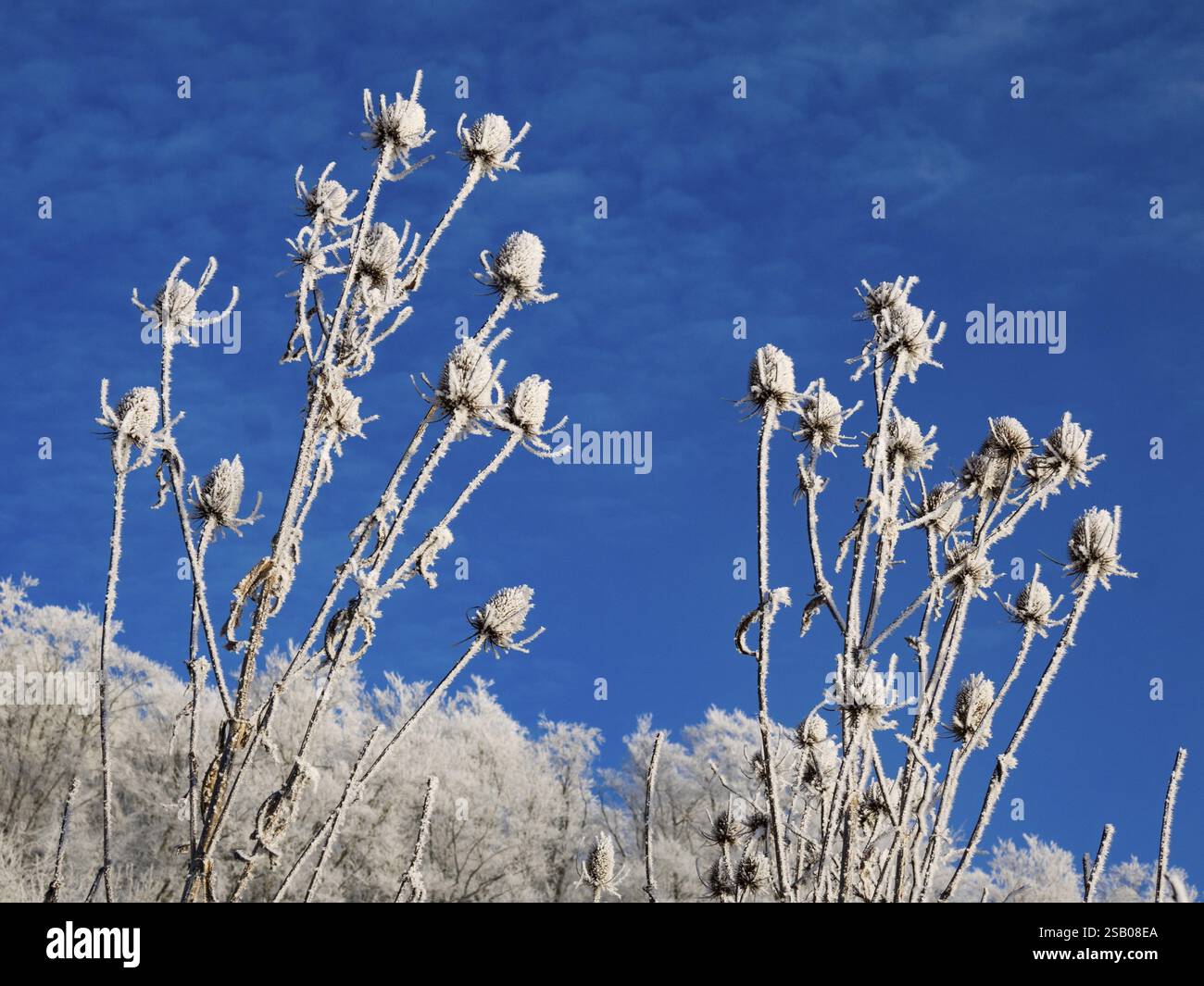 Teiera selvatica (Dipsacus fullonum), piante appassite in inverno coperte di rana, contro un cielo blu profondo, Assia, Germania, Europa Foto Stock
