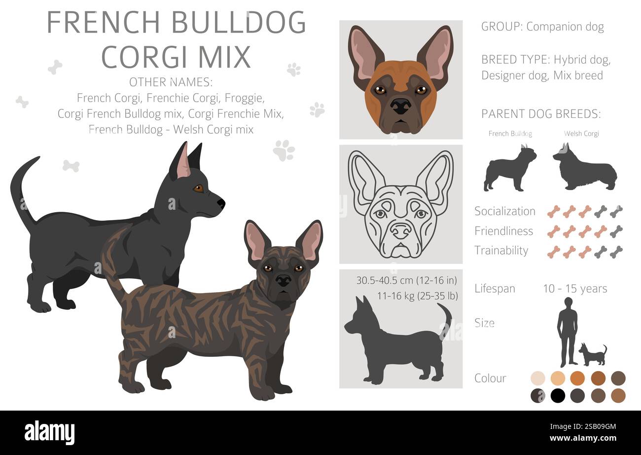 Bulldog francese Corgi Clipart. Bulldog francese - mix gallese Corgi. Tutti i possibili colori del cappotto, informazioni sulla razza, adulti e cuccioli. Illustrazione vettoriale Illustrazione Vettoriale