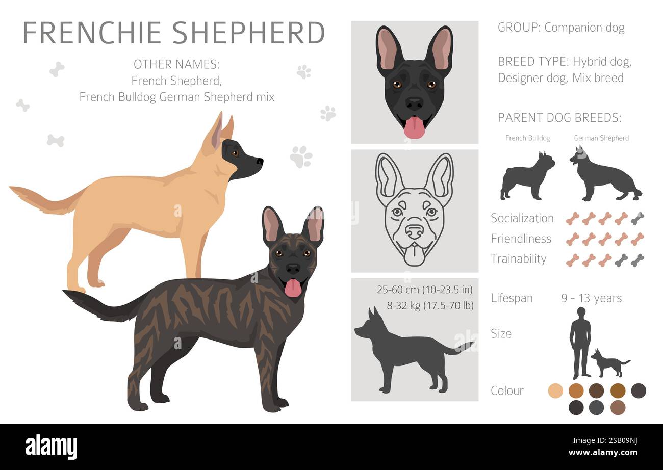 Frenchie Shepherd Clipart. Bulldog francese - mix di pastore tedesco. Tutti i possibili colori del cappotto, informazioni sulla razza, adulti e cuccioli. Illustrazione vettoriale Illustrazione Vettoriale