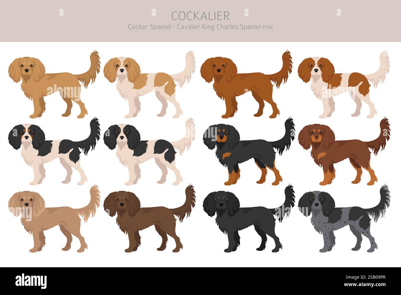 Cockalier clipart. Cocker Spaniel Cavalier King Charles Spaniel mix. Set di colori diversi. Illustrazione vettoriale Illustrazione Vettoriale