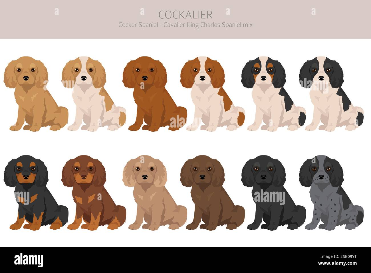 Cockalier clipart. Cocker Spaniel Cavalier King Charles Spaniel mix. Set di colori diversi. Illustrazione vettoriale Illustrazione Vettoriale