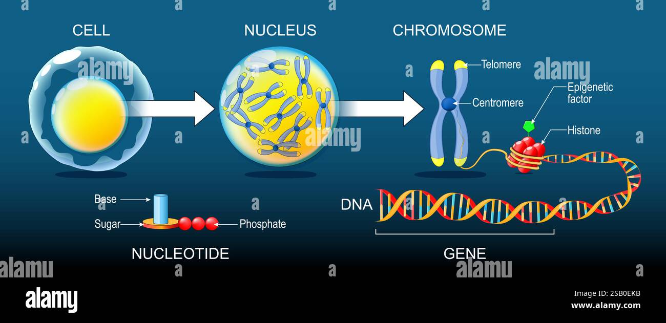 Struttura del DNA. Organizzazione e confezionamento di materiale genetico nel cromosoma. Fattore epigenetico, gruppo metilico, gene, DNA, cromosoma, cromatina. Genoma Illustrazione Vettoriale
