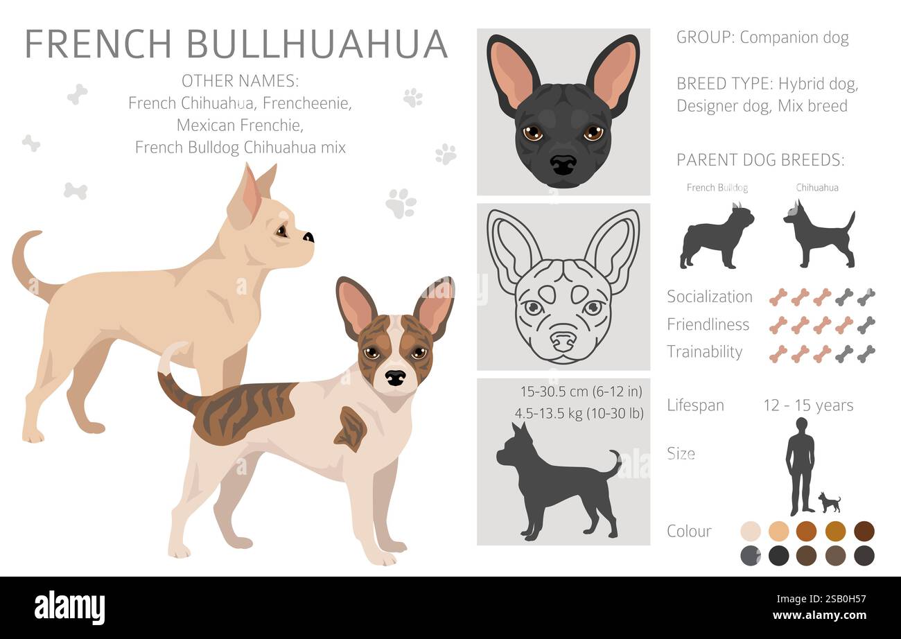 Bullhuahua clipart francese. Bulldog francese - mix di Chihuahua. Tutti i possibili colori del cappotto, informazioni sulla razza, adulti e cuccioli. Illustrazione vettoriale Illustrazione Vettoriale