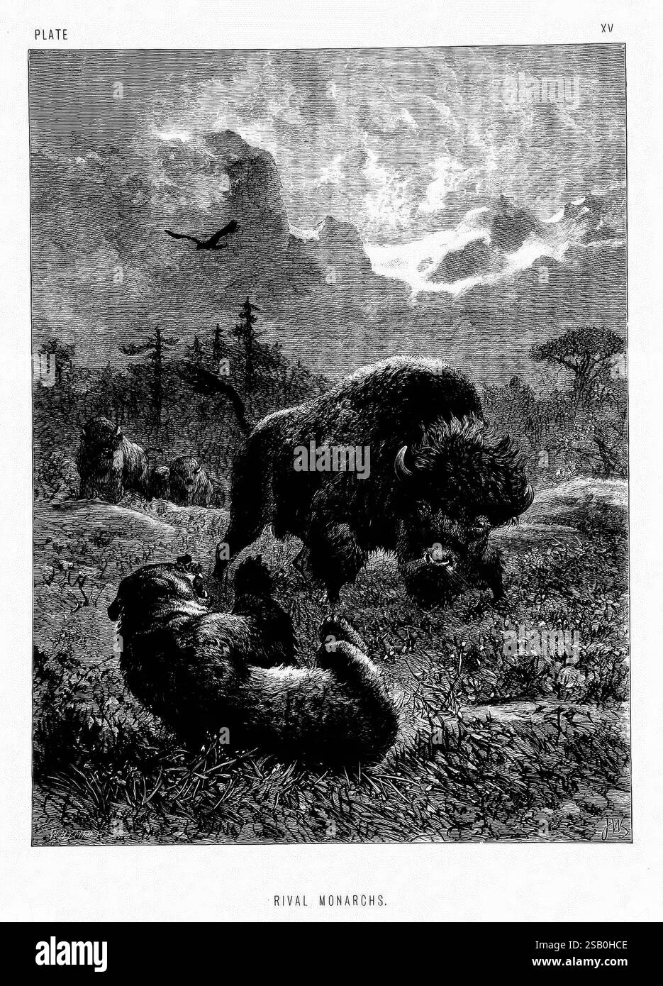 La vita e le abitudini degli animali selvatici, Londra, A. Macmillan, 1874, uccelli, comportamento degli animali, la scena raffigura due maestosi bisonti impegnati in un confronto dinamico, mostrando le loro dimensioni e la loro forza impressionanti. Un bisonte è alto, gli occhi sono fissi sul rivale, i muscoli sono tesi e pronti all'azione. L'altro, sul campo, sembra prepararsi per una posizione difensiva, creando un senso di tensione tra i due. Sullo sfondo, un paesaggio suggestivo si dispiega con colline ondulate, alberi sparsi e un vasto cielo, che lascia intendere una natura selvaggia. La scena trasmette una potente rappresentazione della natura Foto Stock