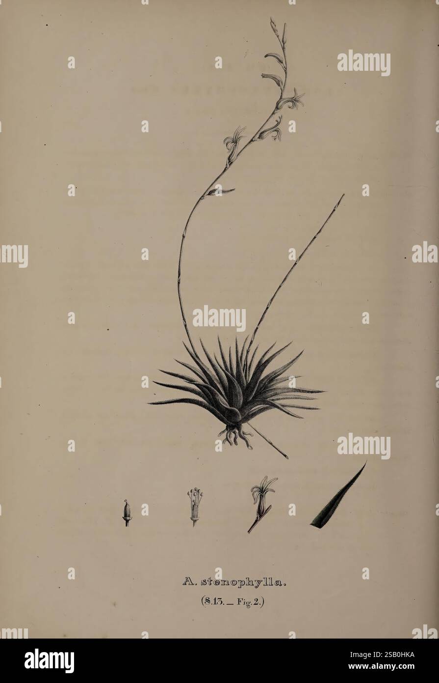 Monographia Generum Aloes et Mesembryanthemi, Bonnae, Maximilianvm Cohen, 1836-1863. Aloe, Mesembryanthemum, Aloes Tenophylla, Haworthia, succulenta, pianta, Haworthia Angustifolia Var Angustifolia, Haworthia Angustifolia, Africa, l'opera raffigura un'illustrazione botanica dettagliata della specie vegetale A. stenophylla. Mostra la pianta in un orientamento verticale, sottolineando la sua forma allungata e le foglie appuntite. Ad accompagnare l'illustrazione principale sono rappresentazioni più piccole, tra cui un bocciolo di fiori e delicate strutture floreali, che forniscono un contesto aggiuntivo per la riproduzione della pianta Foto Stock