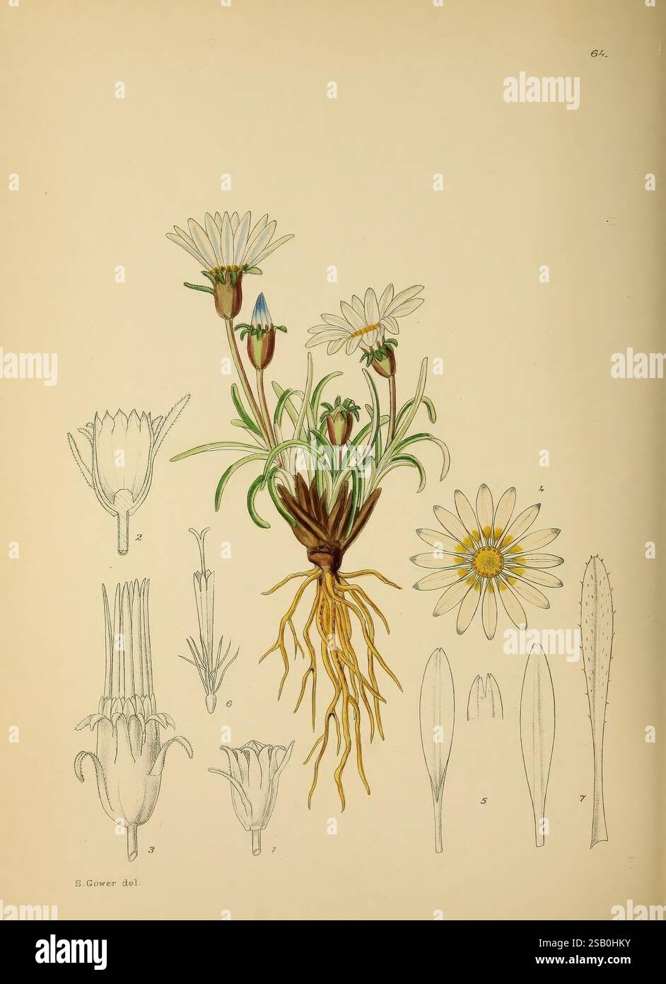 The Flowering Plants of Africa Pretoria Botanical Research Institute Dept. Of Agricultural Technical Services Republic of South Africa Africa Botany Periodicals Flower Plants, l'illustrazione presenta un impianto fiorito con una rappresentazione dettagliata delle sue varie parti. Centrale nella composizione è un gruppo di piccoli e delicati fiori bianchi con sfumature di blu alle punte di alcuni petali, che emergono da una rosetta di foglie verdi. Sotto i fiori è raffigurata la struttura della radice, che mostra una rete di radici fini che ancorano la pianta. Intorno allo stabilimento principale sono riportati disegni di differen Foto Stock