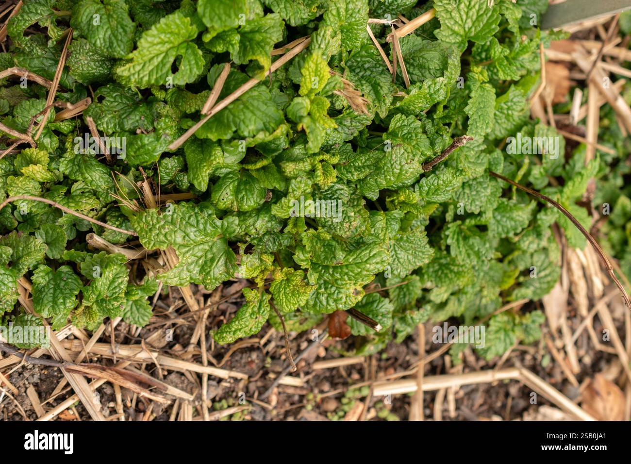 Zurigo, Svizzera, 30 marzo 2024 Melissa Officinalis o pianta di balsamo al limone presso l'orto botanico Foto Stock