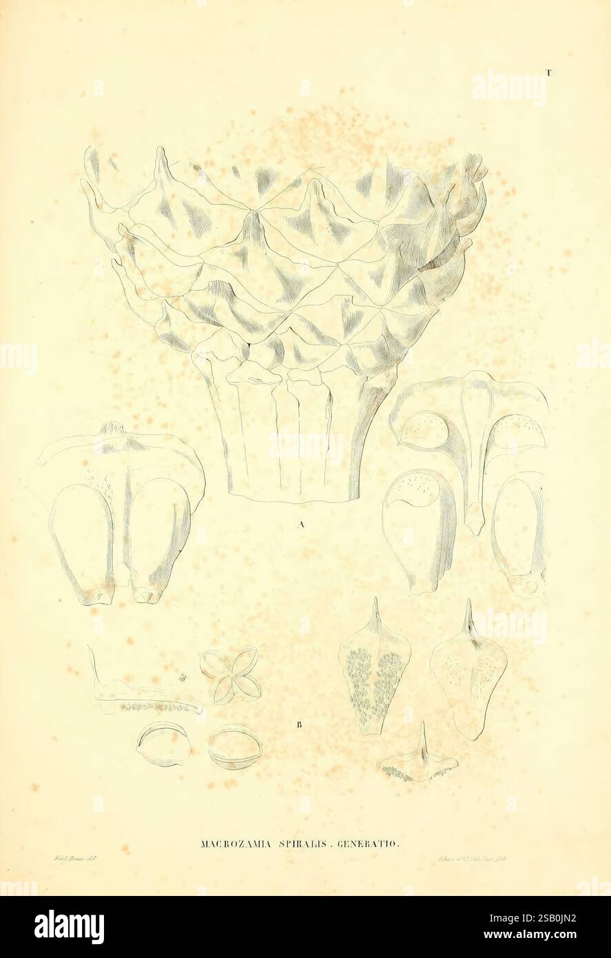 Monographia, Cycadearum, Trajecti ad Rhenum, apud Robertum Natan, 1842, Cycadaceae, l'illustrazione presenta uno studio botanico dettagliato di varie strutture vegetali, concentrandosi in particolare sul genere Macrozamia. Il pezzo centrale presenta un grande organo riproduttivo, caratterizzato da forme e texture intricate che suggeriscono un adattamento unico all'impollinazione. Intorno a questa illustrazione centrale ci sono raffigurazioni più piccole di diverse strutture floreali, tra cui rappresentazioni dettagliate di petali, foglie e possibilmente semi. Ogni componente è meticolosamente etichettato con lettere, facilitando un approfondimento Foto Stock