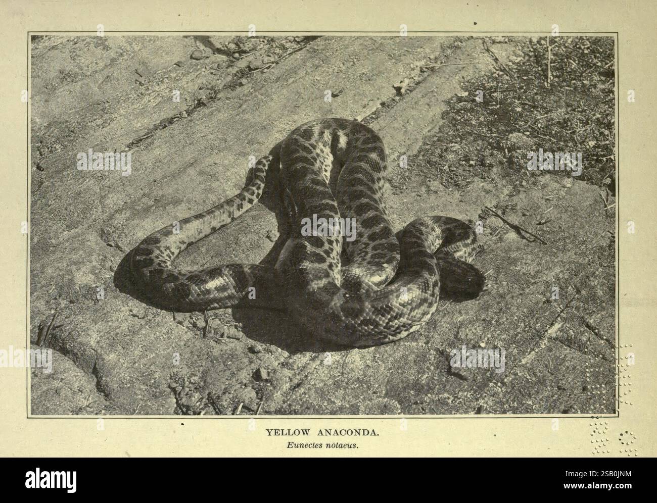 The American Natural History New York, C. Scribner's Sons, 1914. Natural History North America Eunectes Notaeus Yellow Anaconda, Un'anaconda gialla, nota per il suo caratteristico motivo di macchie scure su uno sfondo più chiaro, è arrotolata su una superficie testurizzata. Il corpo robusto e allungato del serpente mostra le caratteristiche della specie, tra cui la sua struttura robusta e le scale lisce. Intorno all'anaconda c'è un ambiente naturale che offre uno scorcio del suo habitat, che spesso comprende paludi e aree fluviali. La composizione cattura il serpente in posizione di riposo, evidenziandolo Foto Stock
