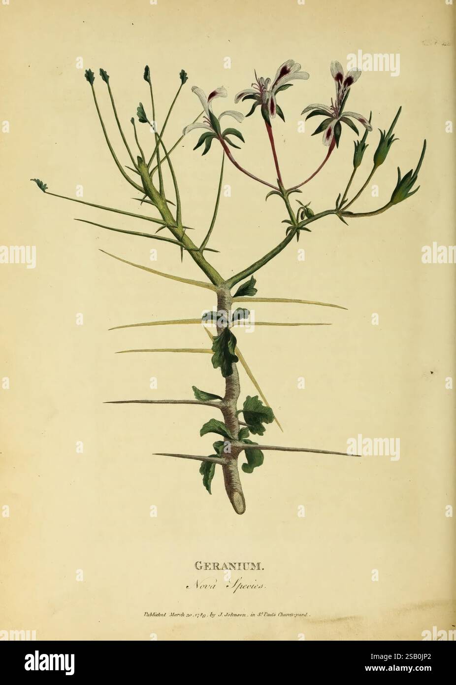 Un racconto di quattro viaggi nel paese degli ottentoti, e caffraria, Londra, J. Johnson, 1789, descrizione, viaggi, Sud Africa, Geranium, Geranium, William Paterson, Plants, Flowers, Botany, Un'illustrazione botanica del Geranium, che mostra i suoi delicati fiori con una combinazione di petali bianchi e tocchi viola profondi. Lo stelo della pianta è raffigurato con diversi elementi di ramificazione, insieme a foglie allungate e seghettate che mostrano una consistenza ricca e organica. La composizione è incorniciata da linee eleganti, enfatizzando la graziosa struttura della pianta. In fondo, la specie è ide Foto Stock