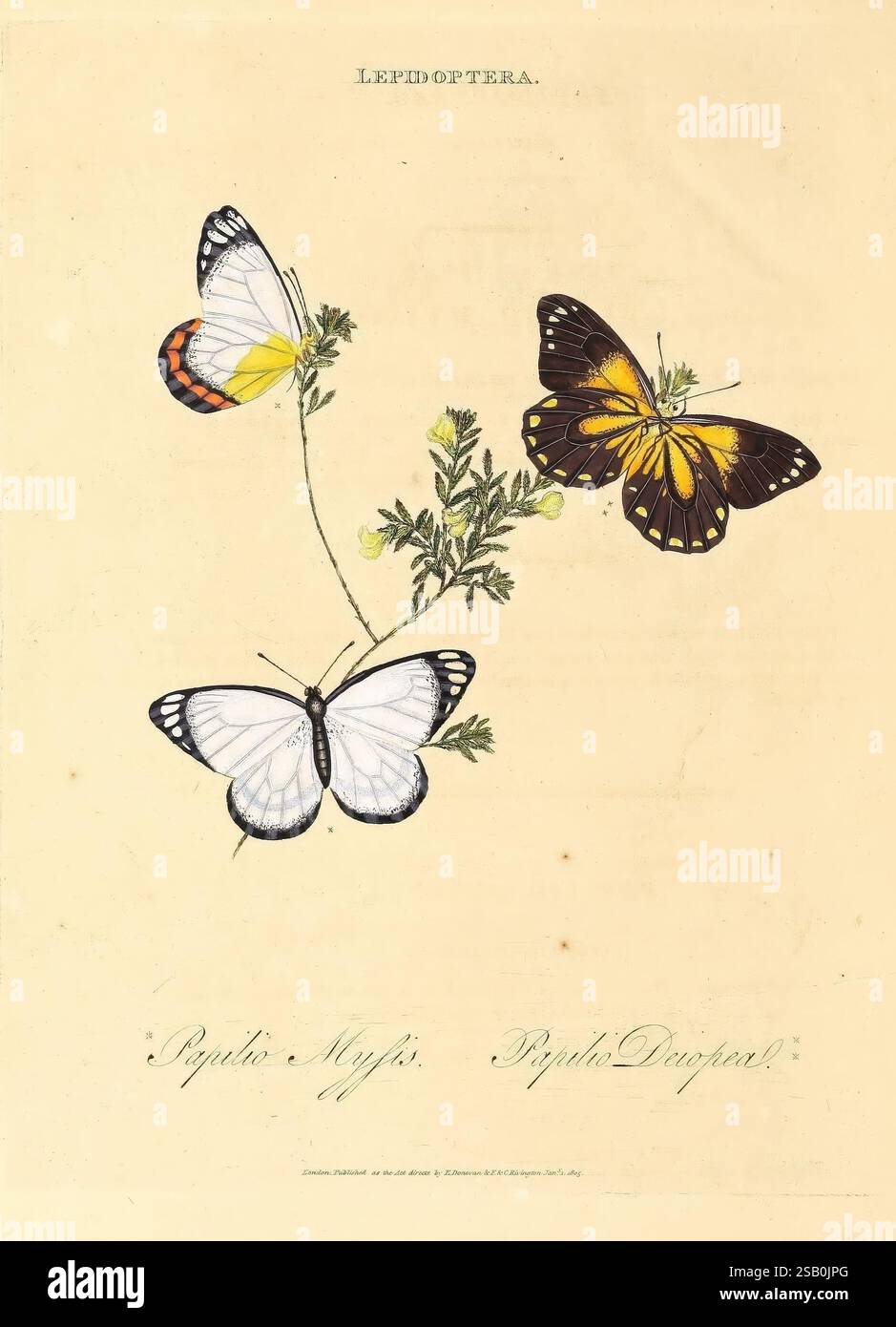 Un'epitome della storia naturale degli insetti della nuova Olanda, della nuova Zelanda, della nuova Guinea, di Otaheite e di altre isole negli oceani Indiano, meridionale e Pacifico, Londra, stampato per l'autore e F.C. e J. Rivington, venduto anche da White, Faulder, Hatchard e Symonds, 1805, Australia, Polinesia francese, insetti, nuova Guinea, nuova Zelanda, isola Tahiti, Edward Donovan, farfalle, Papilio msmis, Delias msmis, Papilio deiopea, Belenois java, incredibile diversità, tre farfalle splendidamente illustrate sono disposte con delicatezza, mostrando i loro vivaci motivi alari. La prima farfalla, con Foto Stock