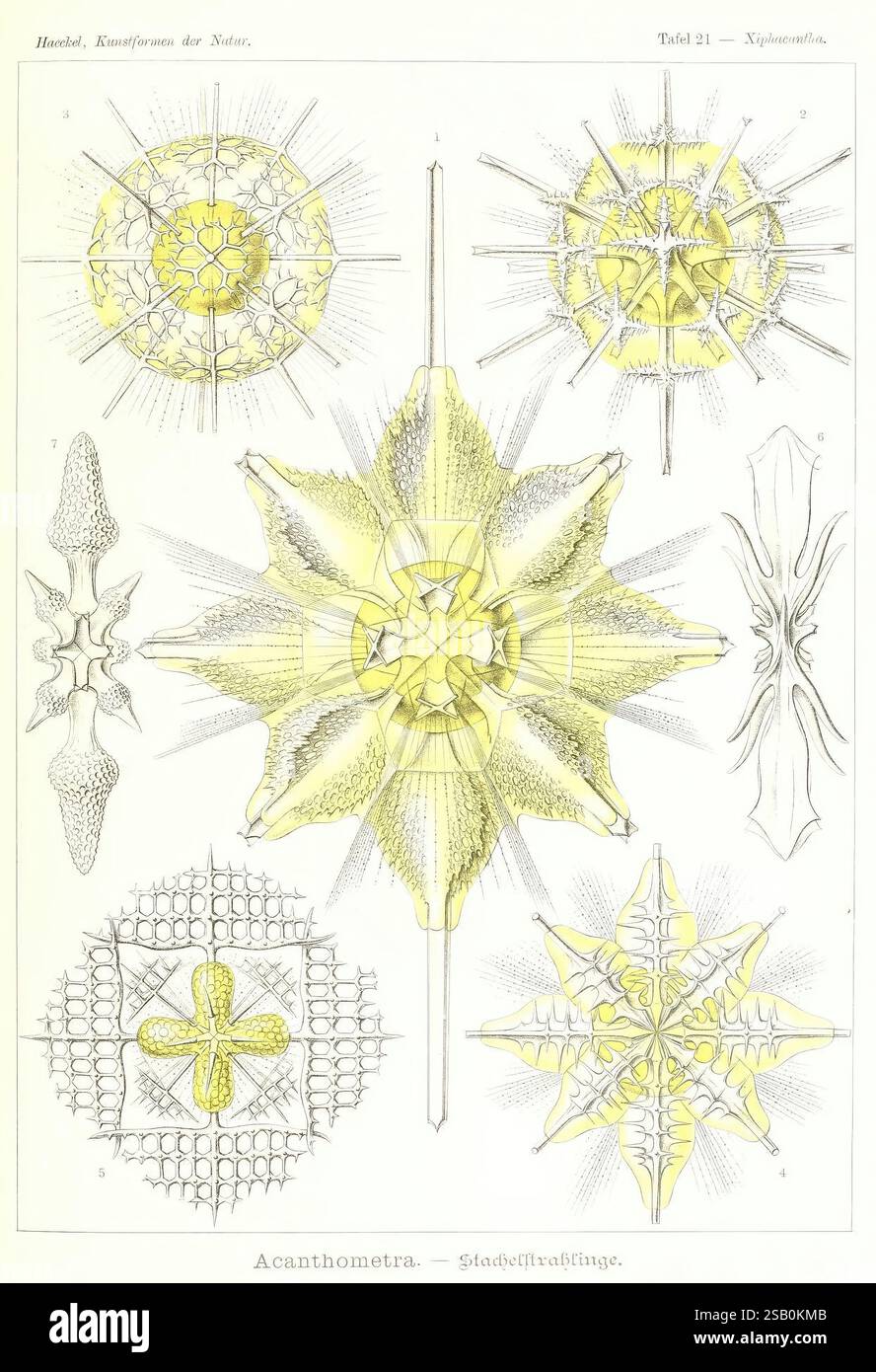 Kunstformen der Natur Leipzig und Wien Verlag des Bibliographischen Instituts 1904 opere pittoriche zoologia radiolaria Ernst Haeckel Foto Stock