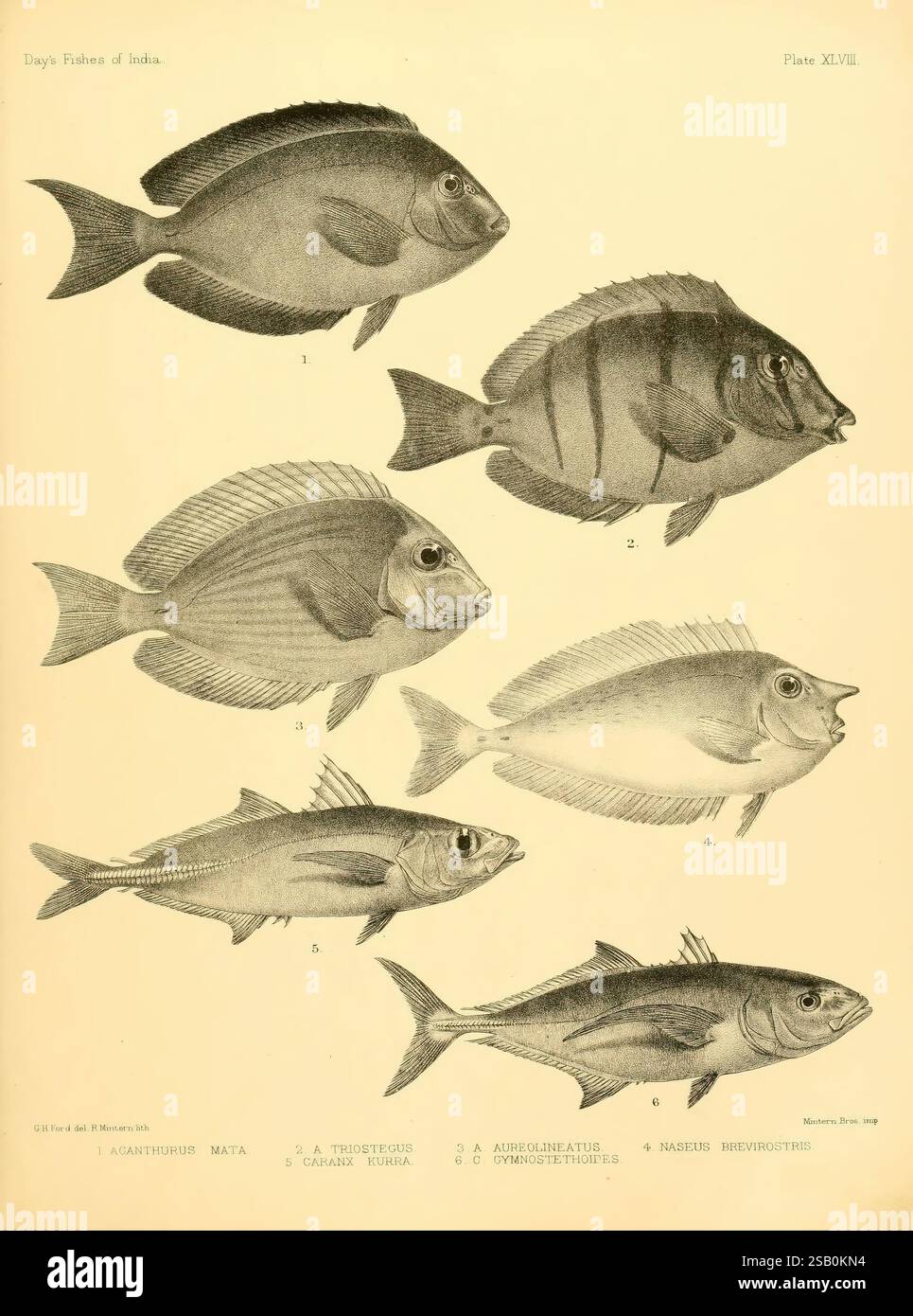 I pesci dell’India, [1875]-1878, India, Birmania, Oceano Indiano, Sri Lanka, pesci, pesci marini, Bengala Bay of Foto Stock