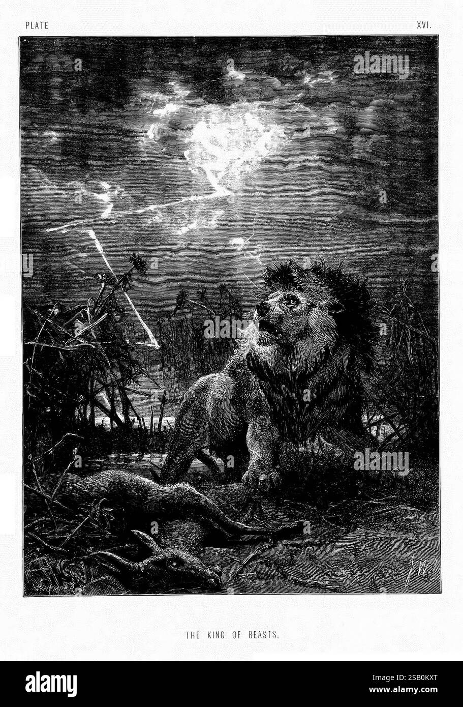 La vita e le abitudini degli animali selvatici, Londra, A. Macmillan, 1874, uccelli, comportamento comportamento animale, Un leone maestoso, spesso chiamato "Re delle bestie", è ritratto in un ambiente drammatico, circondato da un'atmosfera oscura e minacciosa. Il potente animale è vigile e regale, con la sua criniera che scorre e gli occhi puntati intensamente davanti. Sullo sfondo, un cielo tumultuoso illuminato da lampi di fulmini aumenta la tensione e l'intensità della scena. L'ambiente suggerisce un paesaggio selvaggio e selvaggio, che accenna sia alla bellezza che al pericolo insito nella natura. Questa composizione acquisisce i dati grezzi Foto Stock