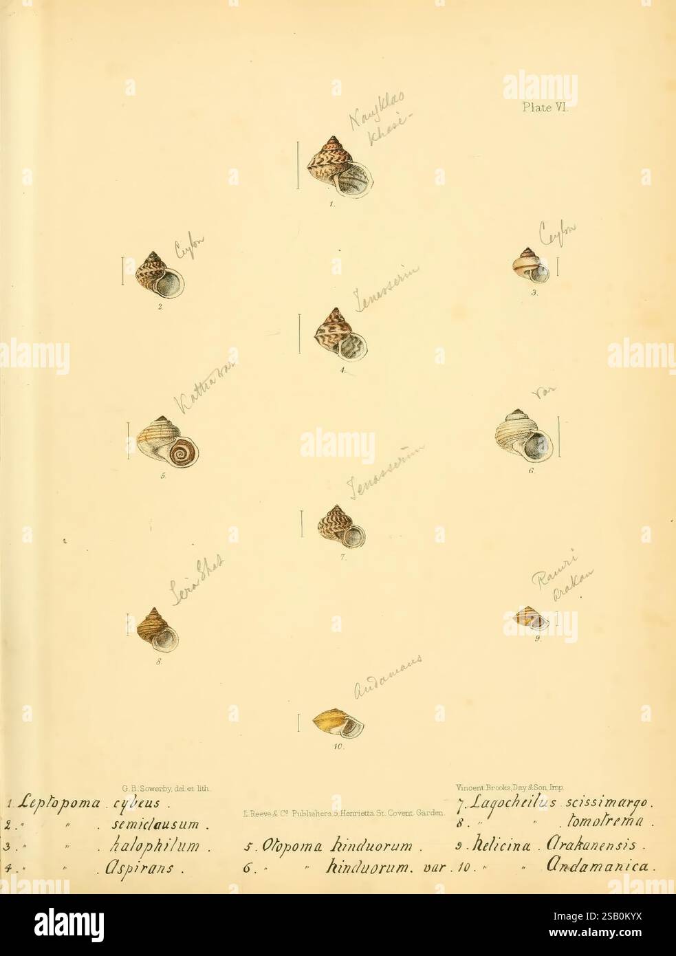 Conchologia indica, Londra, 1870-1876, conchiglie, India, molluschi Foto Stock