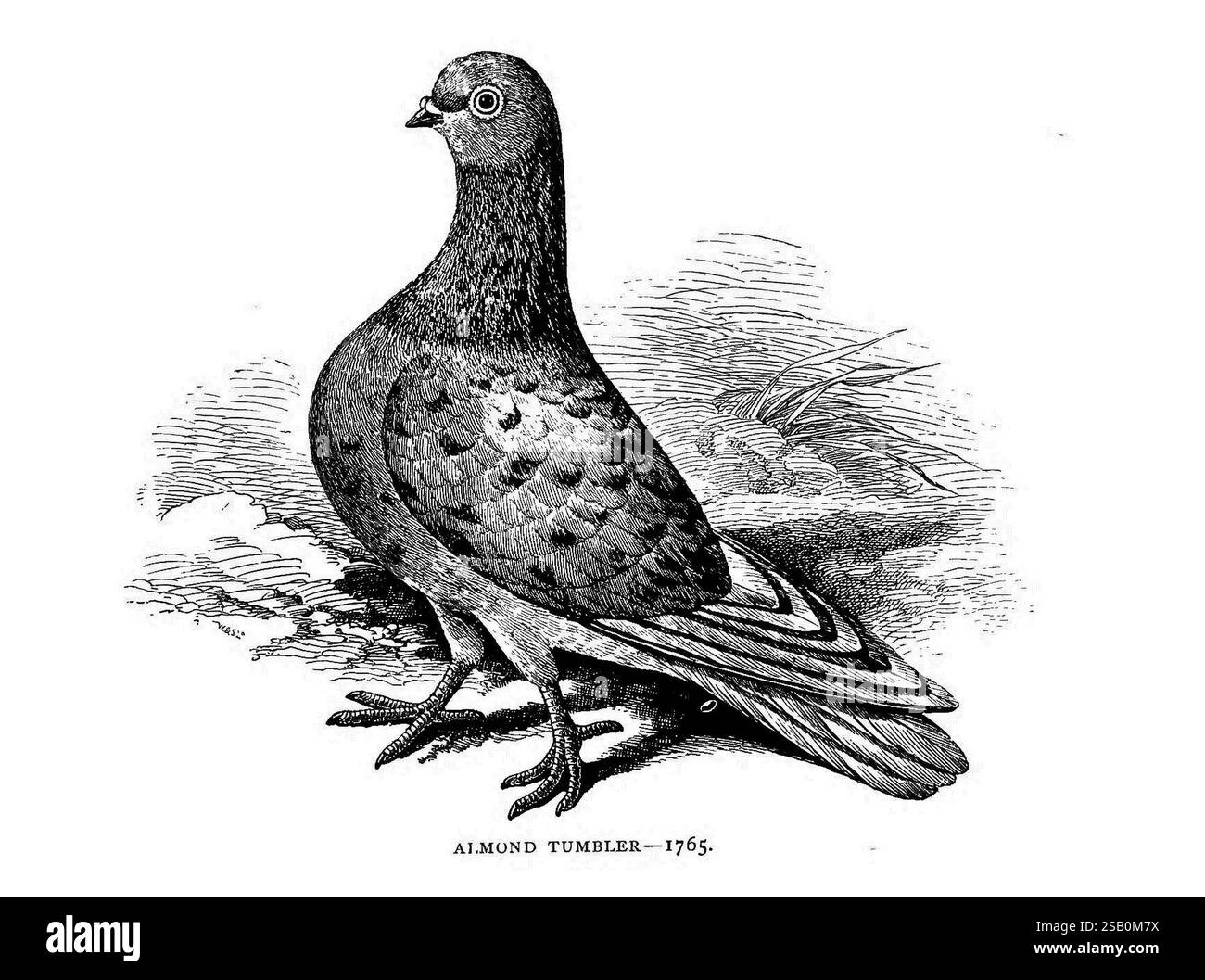 I piaceri di un fanciullo. Londra, S. Low, Marston, Searle e Rivington, 1886. piccioni, tassonomia: trinomial= Columba livia domestica Foto Stock