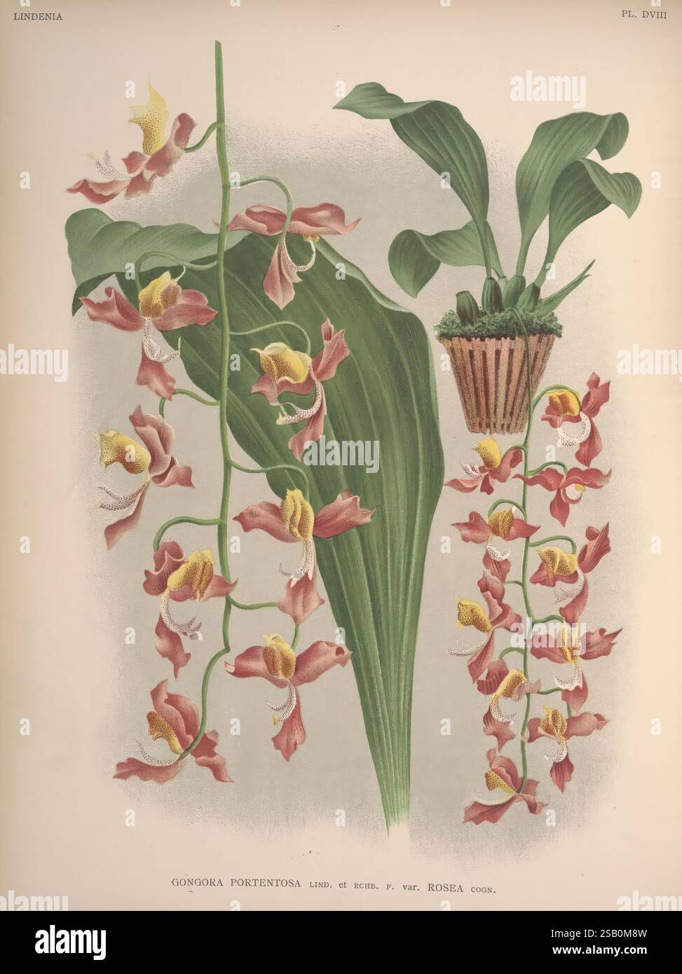 Lindenia, Bruxelles, L. Linden, 1891-[1897?], Orchidaceae, periodici, opere pittoriche Foto Stock