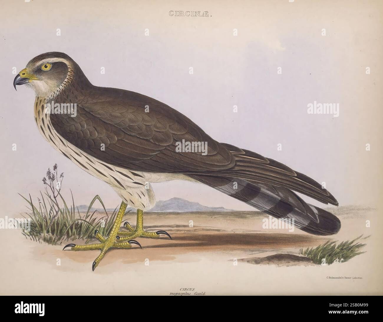 I generi di uccelli 1849 Birds Behavior Classification opere pittoriche illustrazione ornitologica Foto Stock