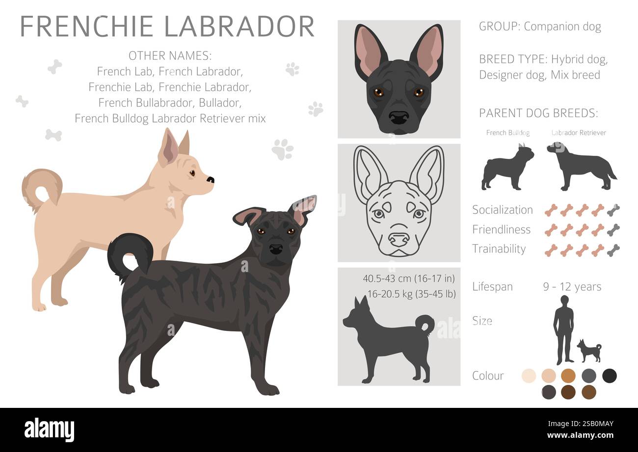 Clipart di Frenchie Labrador. French Bulldog - Labrador Retriever mix. Tutti i possibili colori del cappotto, informazioni sulla razza, adulti e cuccioli. Illustrazione vettoriale Illustrazione Vettoriale