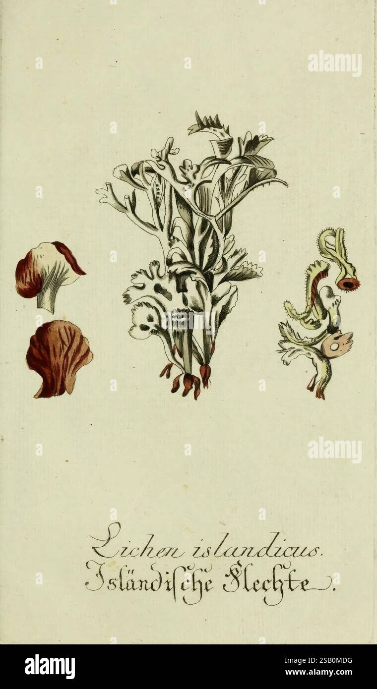 Plantarum indigenarum et exoticarum icones ad vivum coloratae, oder, Sammlung nach der Natur gemalter Abbildungen inn- und ausländlischer Pflanzen, für Liebhaber und Beflissene der Botanik, piante, fast, botanica, opere pittoriche, lichen islandicus, lichen islandicus, l'illustrazione presenta uno studio botanico che mostra varie specie di lichen, prominentemente evidenziate in intricati dettagli. Sulla sinistra sono presenti forme di lichene riccamente adornate in colori naturalistici, mentre il centro presenta una struttura di licheni più complessa, caratterizzata da una disposizione di rami, foglie ed elementi riproduttivi. TH Foto Stock