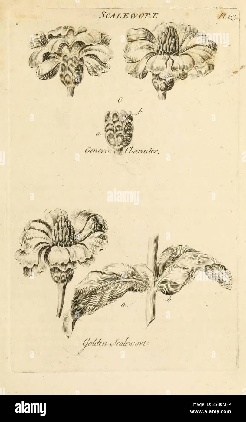 Il sistema vegetale Londra 1759-1763 opere pittoriche botaniche Foto Stock