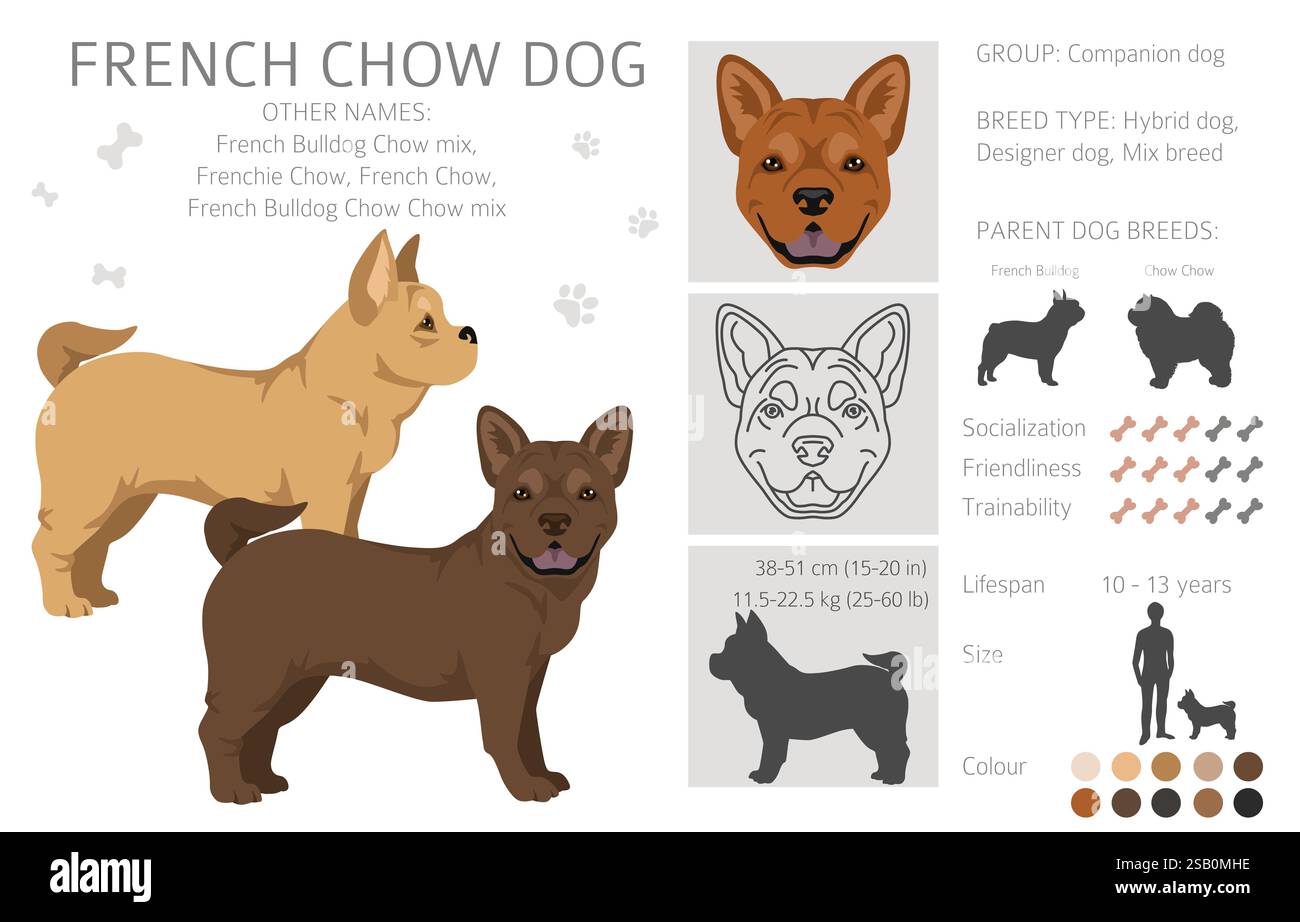 Clipart del cane chow francese. Bulldog francese - mix di Chow chow. Tutti i possibili colori del cappotto, informazioni sulla razza, adulti e cuccioli. Illustrazione vettoriale Illustrazione Vettoriale