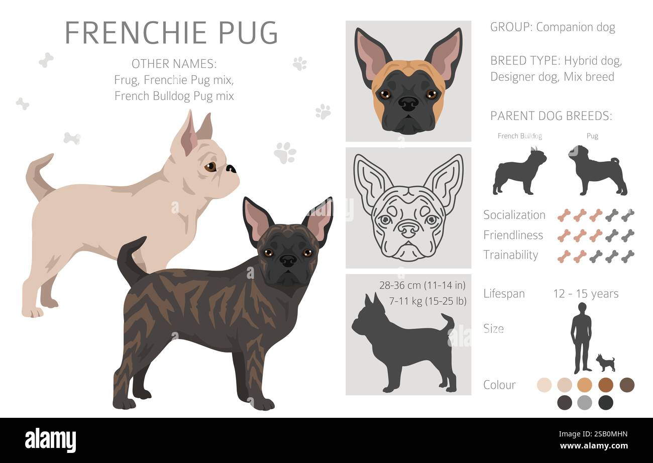 Frenchie Pug Clipart. Bulldog francese - Pug mix. Tutti i possibili colori del cappotto, informazioni sulla razza, adulti e cuccioli. Illustrazione vettoriale Illustrazione Vettoriale