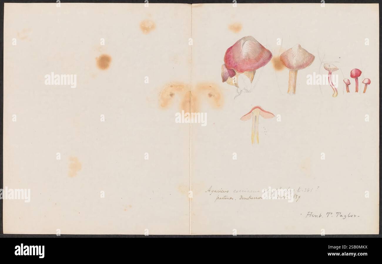 Disegni di funghi, non prima del 1839, funghi, opere pittoriche Foto Stock