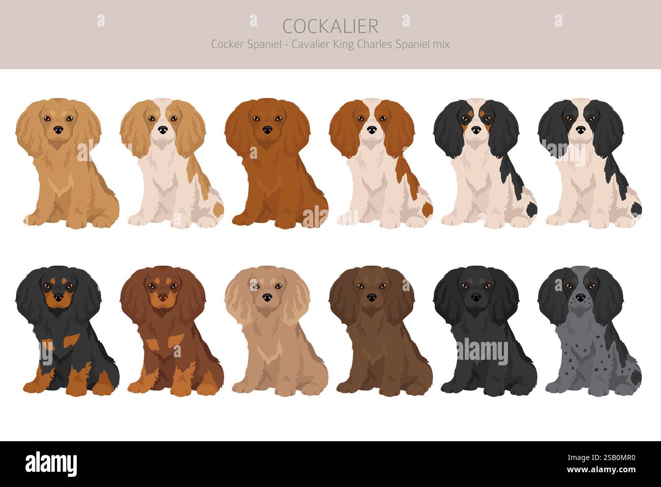 Cockalier clipart. Cocker Spaniel Cavalier King Charles Spaniel mix. Set di colori diversi. Illustrazione vettoriale Illustrazione Vettoriale