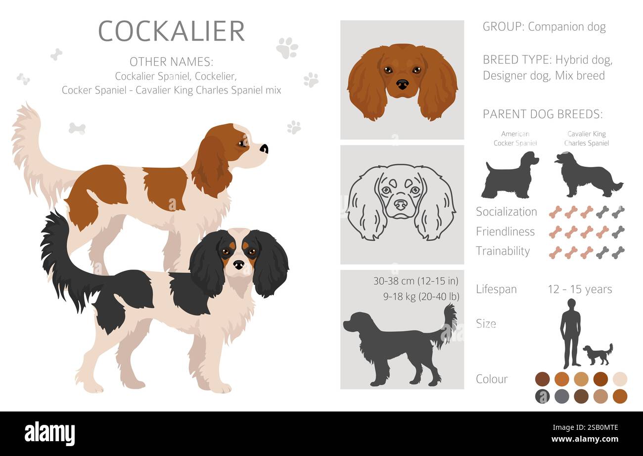 Cockalier clipart. Cocker Spaniel Cavalier King Charles Spaniel mix. Set di colori diversi. Illustrazione vettoriale Illustrazione Vettoriale