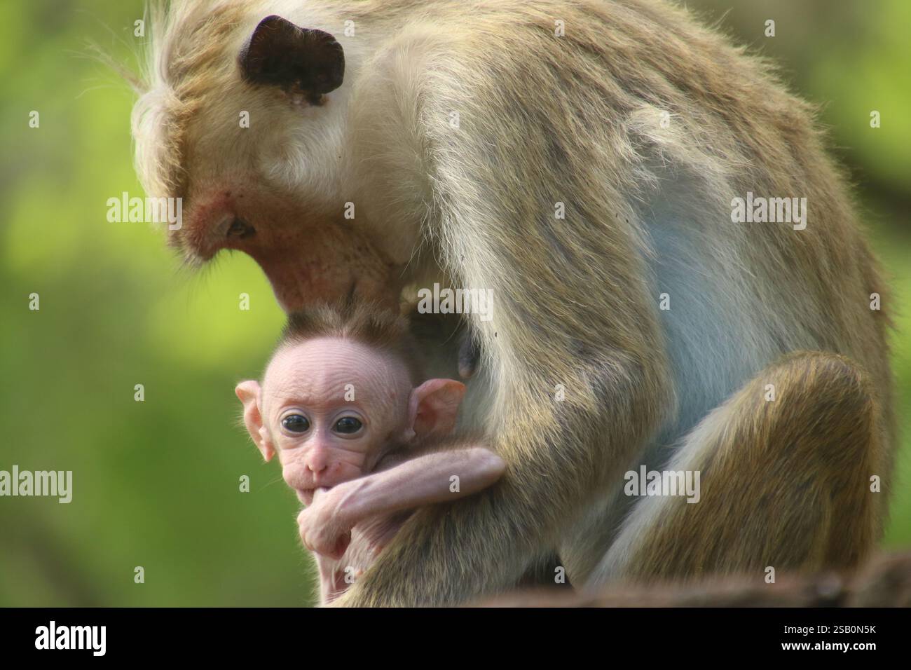 Toque macaque scimmia in Asia Sri Lanka Foto Stock