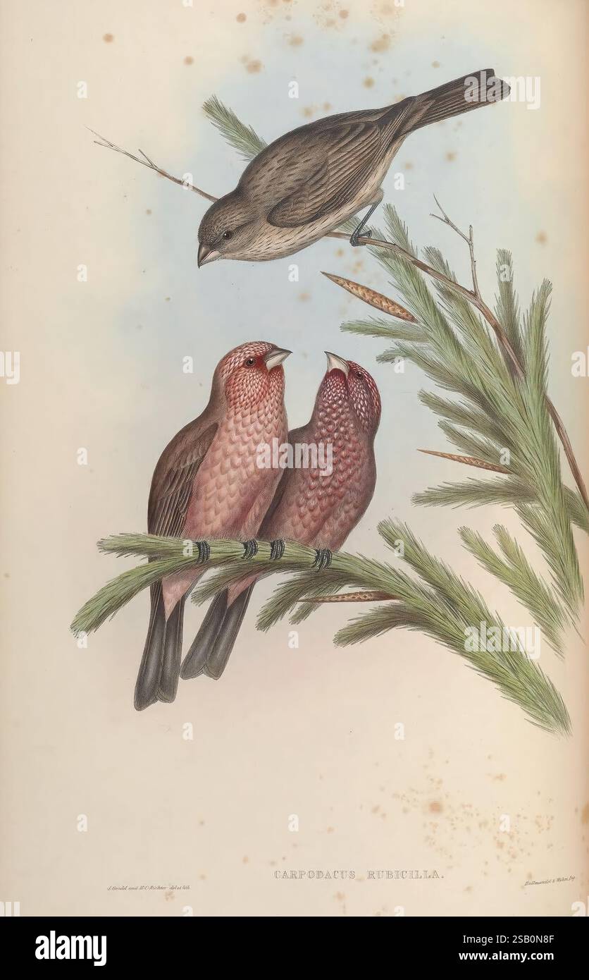 Birds, Asia, John Gould, Londra, 1850-1883, Asia, uccelli, opere pittoriche Foto Stock