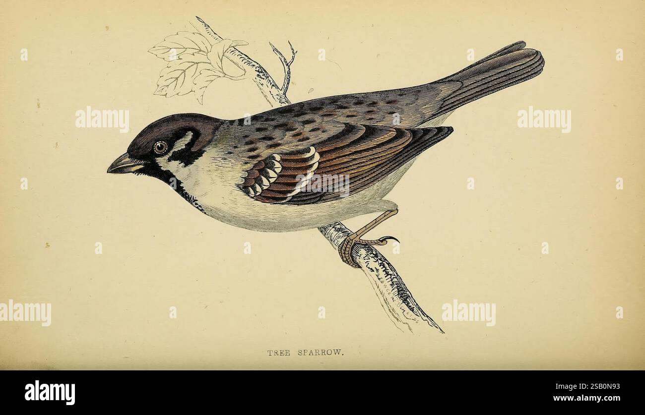 A history of British Birds.1863-1866?, Birds, Great Britain, Bird Foto Stock