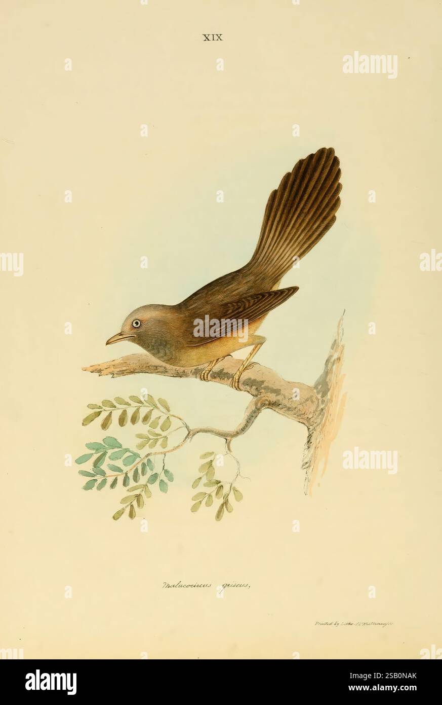 Illustrazioni di ornitologia indiana Madras 1847 India Birds opere pittoriche Turdoides affinis Foto Stock